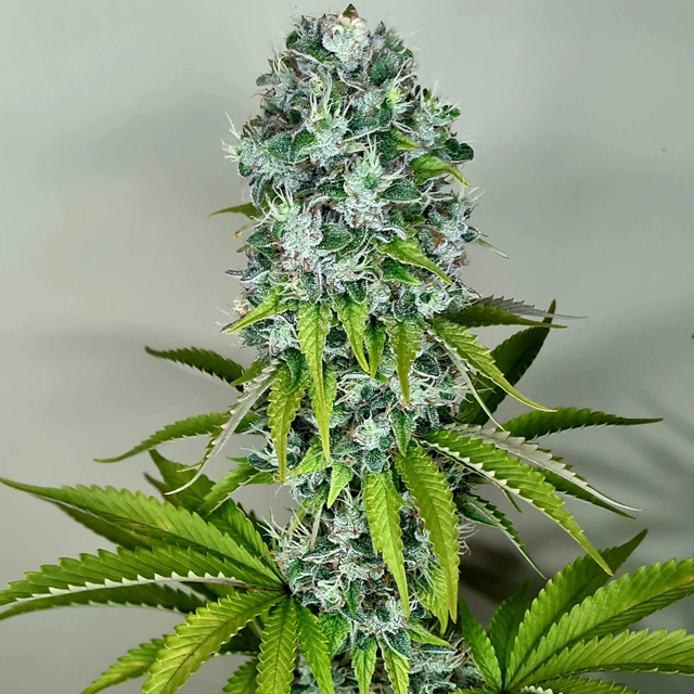 Original Sensible Seeds Pink Rozay Image 6